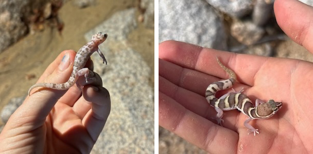 Geckos of Baja California Sur